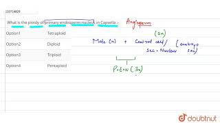 What is the ploidy of primary endosperm nucleus in Capsella [upl. by Lefkowitz]