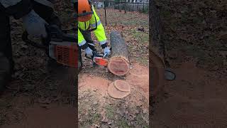 Stihl 020 AVP Electronic 🇺🇲🇩🇪 stihl chainsawman firewood satisfying asmr shorts [upl. by Tamas]