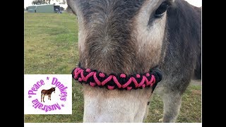 Zig Zag paracord noseband for rope horse halter [upl. by Lund641]