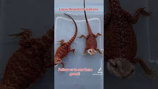 Red bearded dragons reptiles beardeddragon beardeddragonlover lizard beardeddragonlife dunner [upl. by Nnaycart]