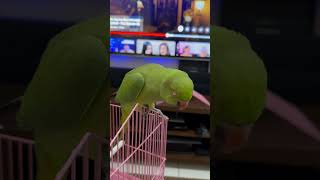 Kiwi the Indian ring neck parrot cockatielsinging cute cockatoodancing cockatiel birds pets [upl. by Atterehs774]