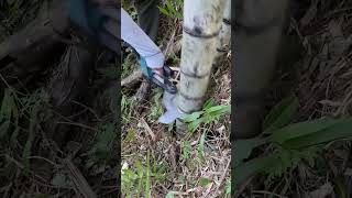 Electric Bamboo🎍 Cutting bamboo satisfying diy [upl. by Nisotawulo514]