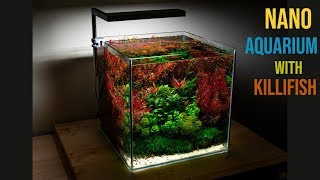 Nano Aquarium with Killifish [upl. by Gautea843]