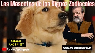 ¿Cuál es tu Mascota Ideal según tu Signo Zodiacal  Astrología y Bienestar CodigosTV [upl. by Missie677]