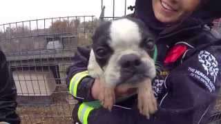 100 Animals Rescued from Puppy Mill and Cruelty Situation [upl. by Zetnwahs]