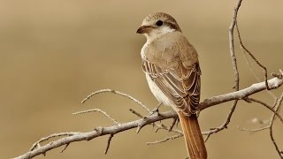 Isabelline shrike  Lanius isabellinus  Ξανθοκεφαλάς  Cyprus [upl. by Sirod]