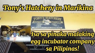 Tonys Hatchery  Pinakamalaking Egg incubator  Hatching Company in the Philippines [upl. by Adnarem77]