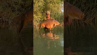 60lb 12oz of Gigantica Carp 🚨🐋 [upl. by Story]