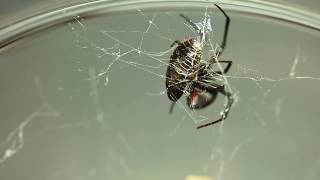 Redback Widow Spider Latrodectus hasselti [upl. by Sire625]