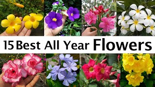 All Year Flowering Plants  All season flowers  Best Flower Plants for Summer সারা বছর ফুল । [upl. by Arathorn831]