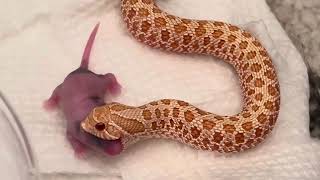 ClementineBaby albino western hognose snake feeding video [upl. by Cyrillus]