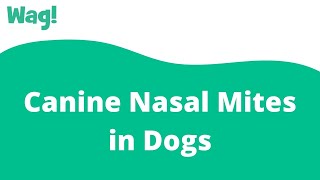 Canine Nasal Mites in Dogs  Wag [upl. by Asenab]