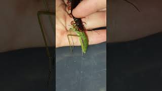 Cute scolopendra eats centipede scolopendra [upl. by Ielak204]