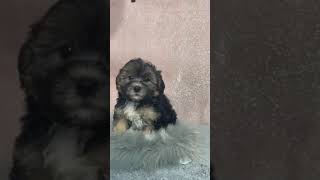 Cuddy Shorkie puppy for sale [upl. by Loriner]