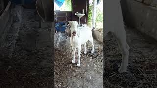 Top Quality Boer Cross Jamunapari kidsExcellent quality boer cross kidBoer kidBoer Cross goat [upl. by Arakal]