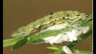 Zombie caterpillar controlled by voodoo wasps [upl. by Morez]