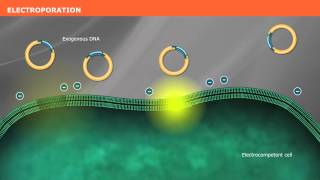 The Mechanism of Transformation with Competent Cells [upl. by Notsnhoj374]