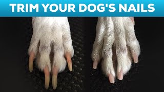 How to Cut Your Dogs Nails at Home STEP BY STEP AND TIPS [upl. by Ahsein209]