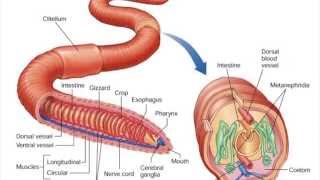 Phylum Annelida [upl. by Maag732]