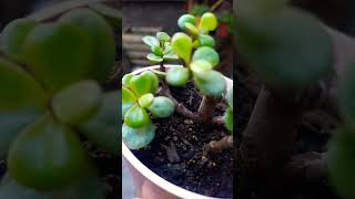 Portulacaria Afra Variegada 🍃🌿 [upl. by Drageruaeb]