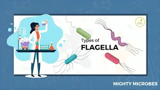 Classification of bacteria based on the arrangement of flagella [upl. by Aicena]