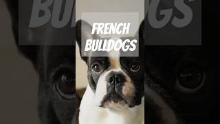 The History Of French Bulldogs doglovers [upl. by Biles]