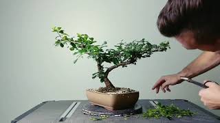 Bonsai Pruning Session Fukien Tea and Walters Viburnum [upl. by Pudens264]