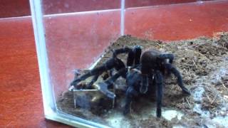 Brachypelma Vagans quotMexican Red Rumpquot tarantula feeding [upl. by Leahey]