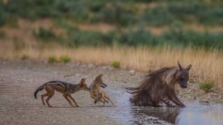 Jackals vs Brown Hyena [upl. by Ybloc143]