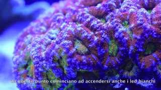 DaniReef presenta Acanthastrea lordhowensis e Sicce AM466 [upl. by Rehc362]