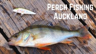 Auckland Perch Fishing  Lake Pupuke  Freshwater Fishing [upl. by Horace322]