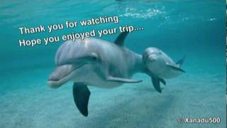 Sleeping Dolphin  Music and Nature sounds for Relaxation Meditation [upl. by Jerusalem]