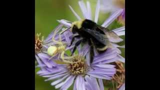 Crab spider attacking bumblebee at Jedediah Smith State Park [upl. by Eilliw]