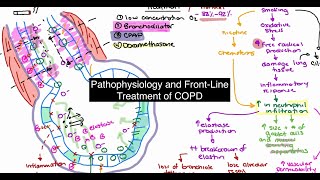 Pathophysiology and Treatment of COPD [upl. by Neelyam]