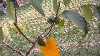 GartenBeet und Terrasse nach leichtem Frost [upl. by Lotsirb315]