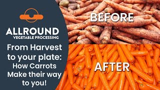 From Harvest to Your Plate How Carrots Make Their Way to You  Watch Now [upl. by Adamis]