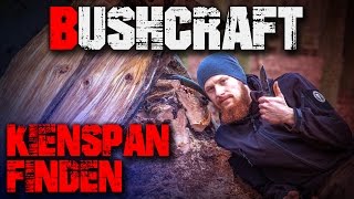 Kienspan suchen finden erkennen sammeln ernten Feuer Zunder germandeutsch Bushcraft Survival [upl. by Burner]