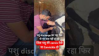 Cervicitis बच्चे दानी के मुँह पर गाँठshorts animals viralvideo trending youtubeshorts farming [upl. by Seem66]