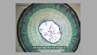 AmScope  Controlling Frame Rate for MU Series Camera on ToupView [upl. by Nylrebmik838]