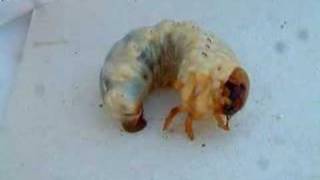 Stag beetle larva Lucanus cervus [upl. by Soph]