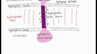 Transmembrane Proteins [upl. by Holey]