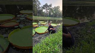 Makhana Plant 🌷 মাখানা আর পদ্ম গাছের তফাৎ 😱 makhana lotus lotusseed trending plantation viral [upl. by Aneez]