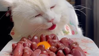 Asmr sound cat  asmr cat food  cat [upl. by Sacttler]