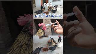 Natural Sources of Nutrition for Poultry Birds  Important Nutrients for Pets  Dr ARSHAD [upl. by Aruat]