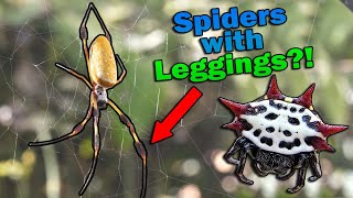 Meet the Orb Weaver Spiders [upl. by Arianie112]