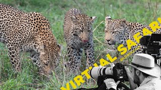 Four Leopards Steal the Show on New Years Eve Virtual Safari  199 [upl. by Hildie312]