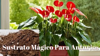 Les Comparto un sustrato ideal para los anturios [upl. by Miarfe]