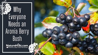 Why Everyone Needs an Aronia Berry Bush  NatureHillscom [upl. by Marten]