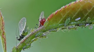 combattre les pucerons des plantes dintérieurs [upl. by Nnayllehs37]