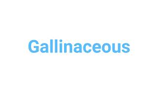 How to Pronounce gallinaceous gallinaceous english words [upl. by Hayikat]